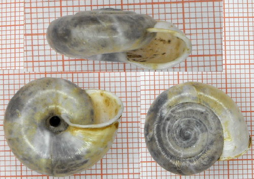 Chilostoma (Campylea) in Italia